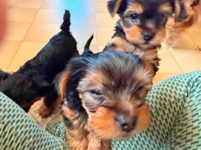 3 Male Yorkie Pups PLEASE READ