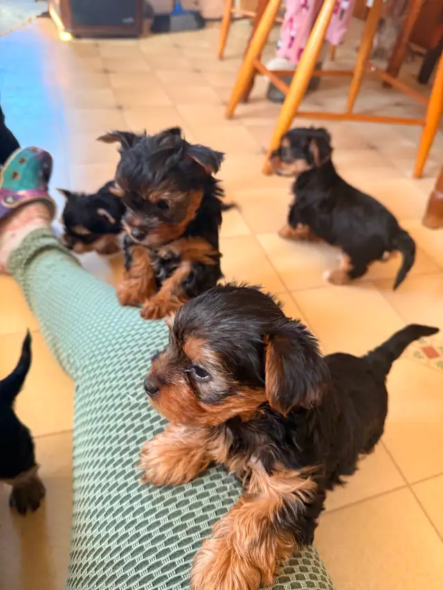 3 Male Yorkie Pups PLEASE READ - Photo 2