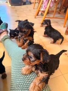 3 Male Yorkie Pups PLEASE READ - Photo 2