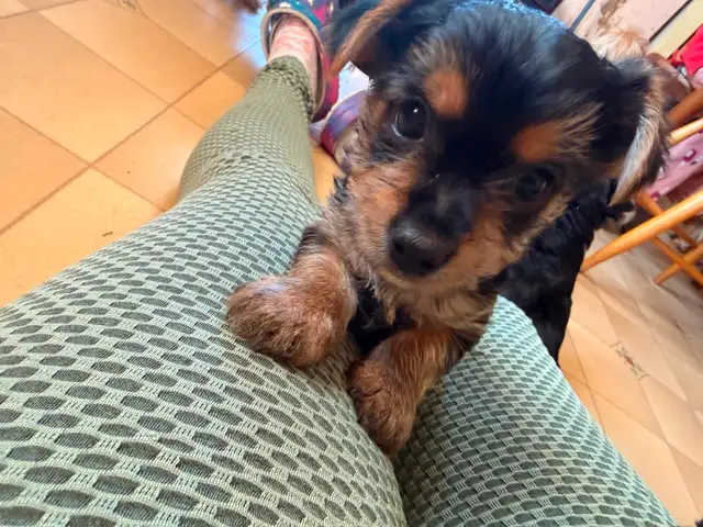 3 Male Yorkie Pups PLEASE READ - Photo 3