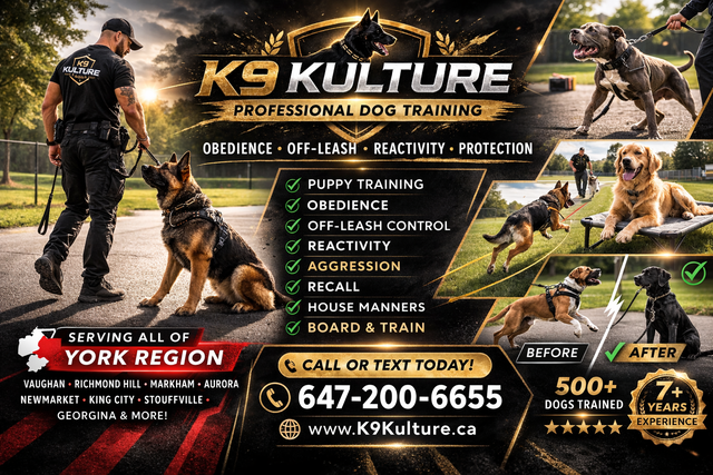 Professional Dog Training – Serving All of York Region