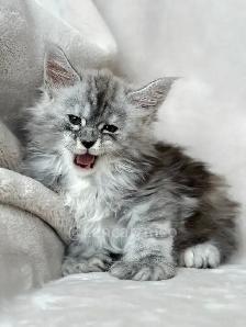 ZENCATZ Purebred Maine Coon Kittens