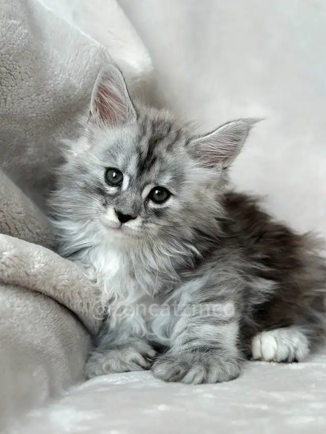 ZENCATZ Purebred Maine Coon Kittens - Photo 2