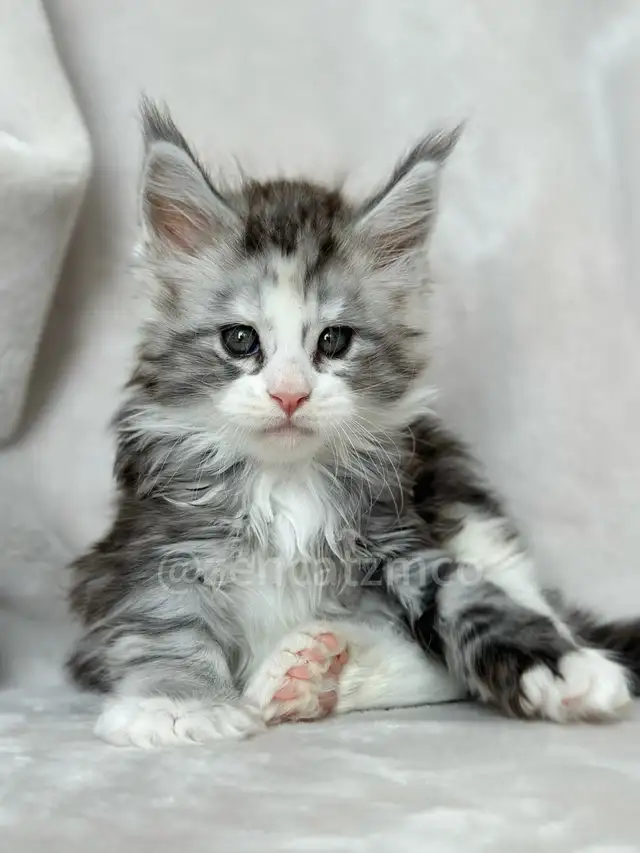ZENCATZ Purebred Maine Coon Kittens - Photo 3