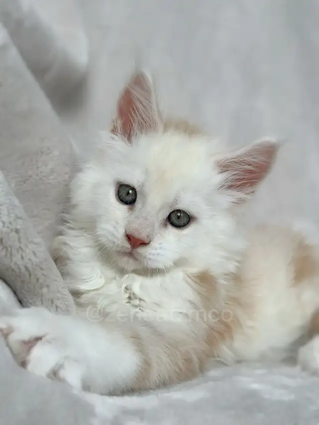 ZENCATZ Purebred Maine Coon Kittens - Photo 4