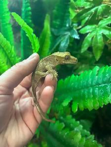 Baby crested gecko