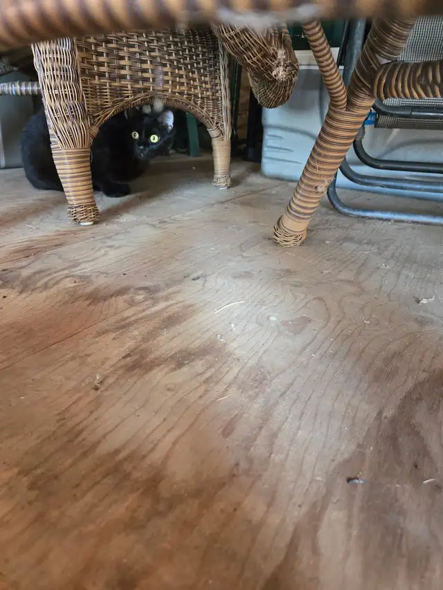 Chats à donner  c'est urgent