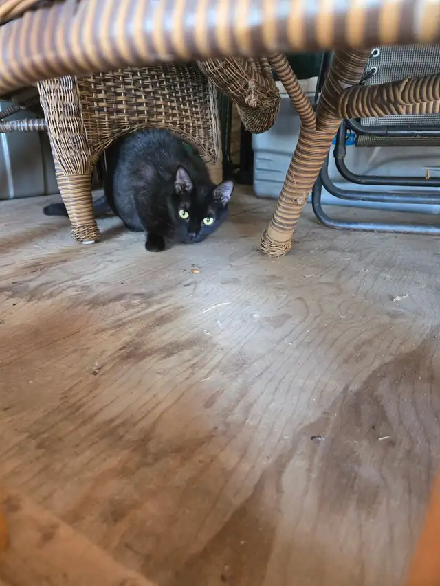 Chats à donner  c'est urgent - Photo 2