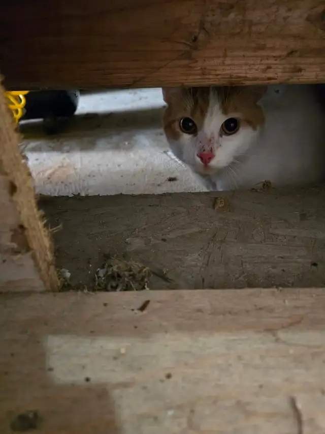 Chats à donner  c'est urgent - Photo 3