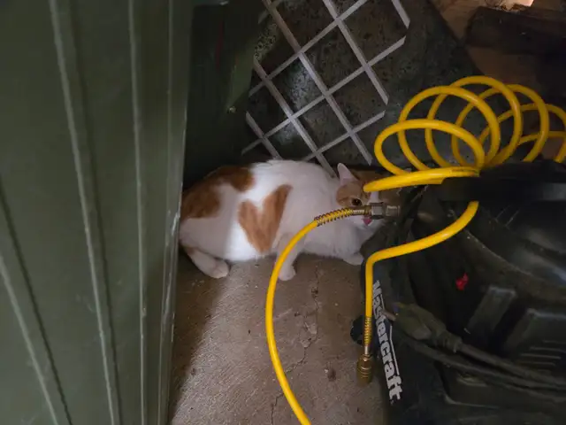 Chats à donner  c'est urgent - Photo 4