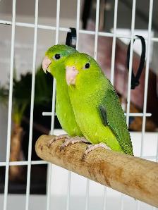 untame parrotlets