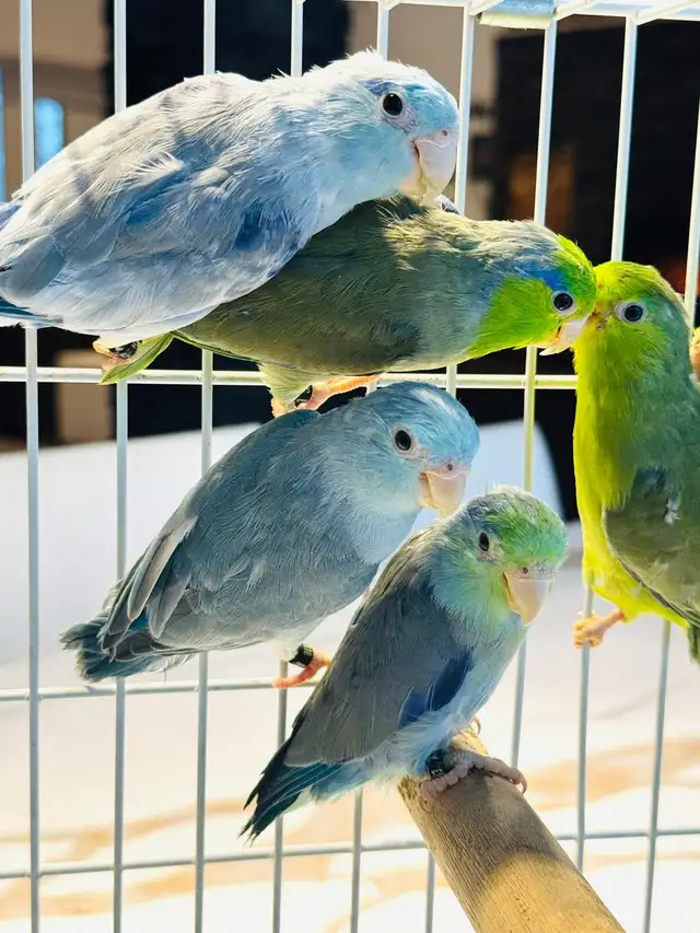 untame parrotlets - Photo 4