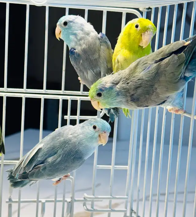 untame parrotlets - Photo 7