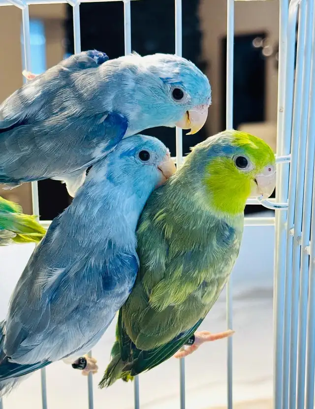untame parrotlets - Photo 8