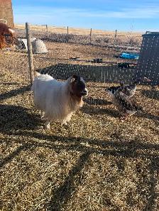 Two female Nigerian goats