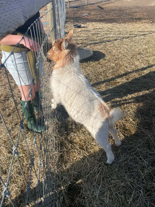 Two female Nigerian goats - Photo 2