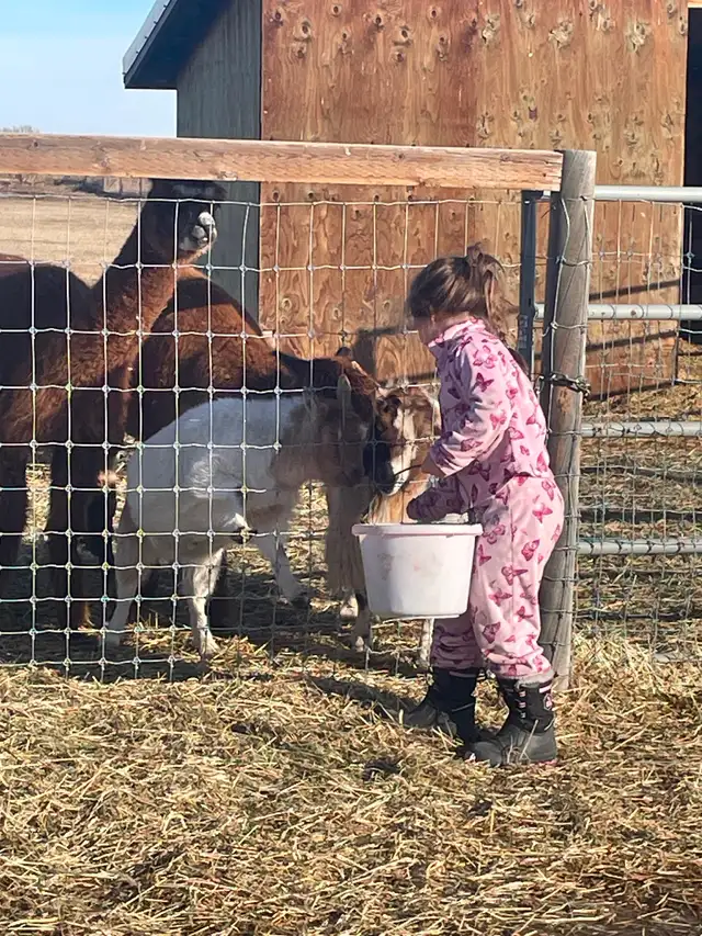 Two female Nigerian goats - Photo 3
