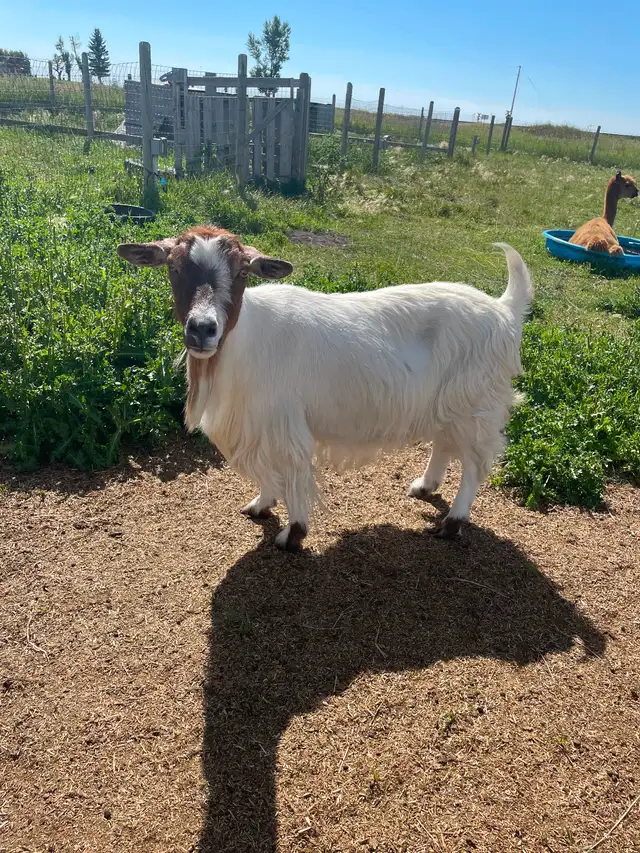 Two female Nigerian goats - Photo 4