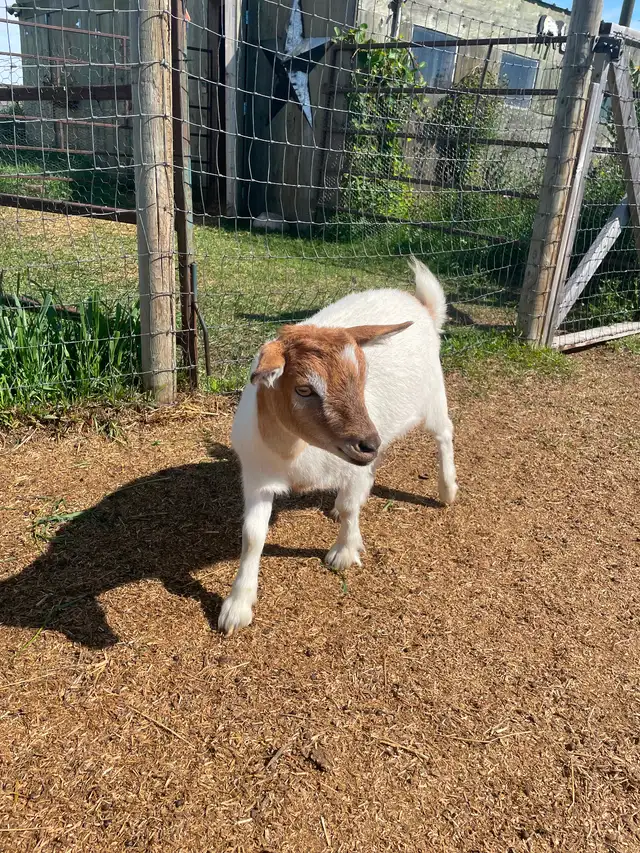 Two female Nigerian goats - Photo 5