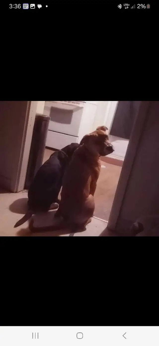 6 month old pups for sale