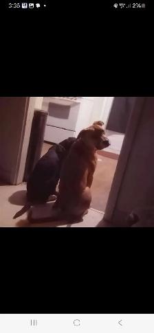 6 month old pups for sale