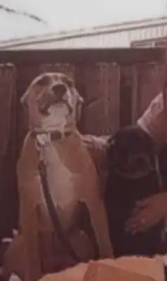 6 month old pups for sale - Photo 2