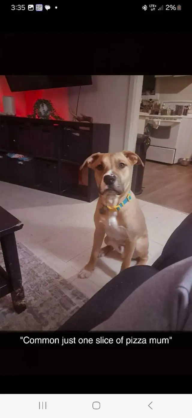 6 month old pups for sale - Photo 3