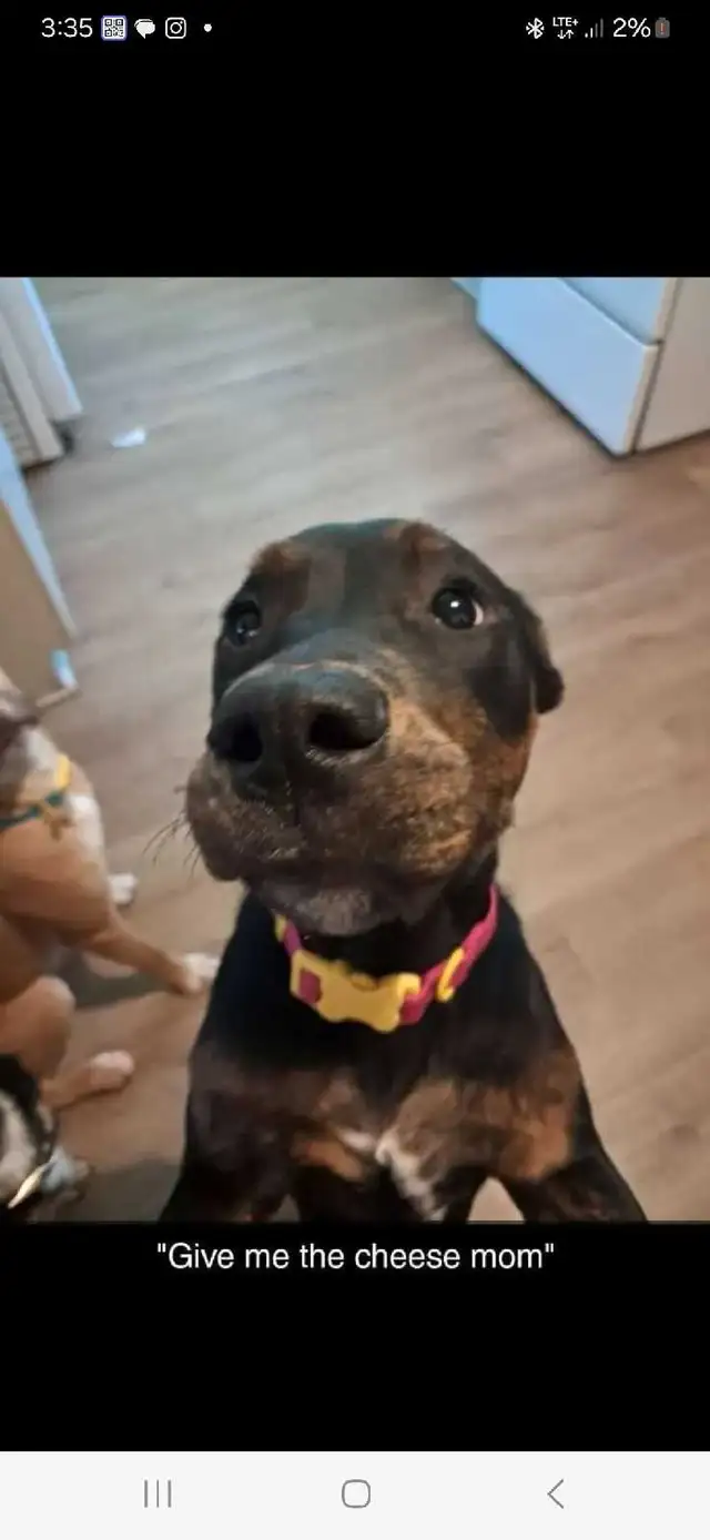 6 month old pups for sale - Photo 4