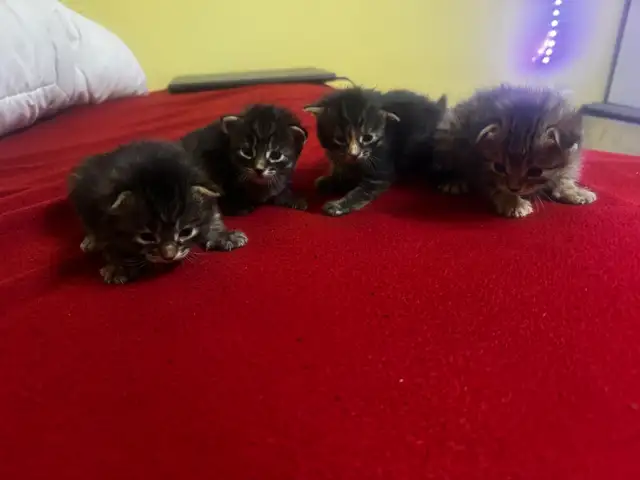KITTENS FOR SALE!! - Photo 2
