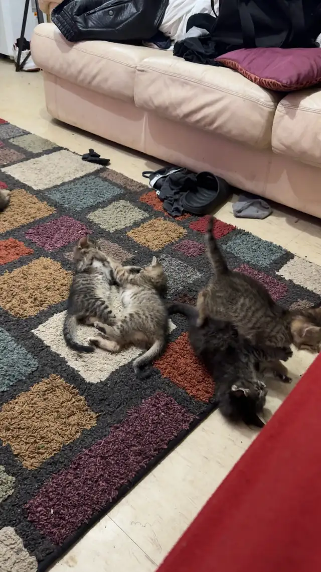 KITTENS FOR SALE!! - Photo 3