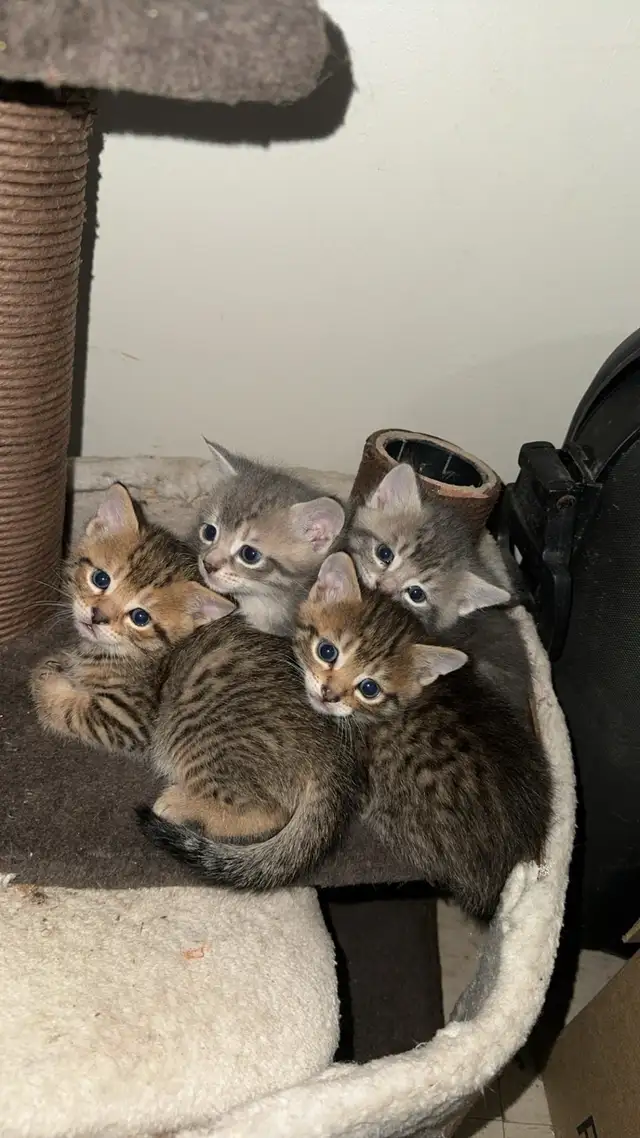 KITTENS FOR SALE!! - Photo 4