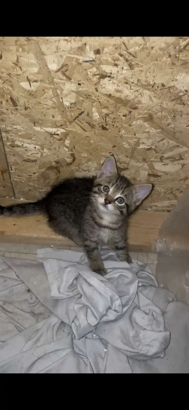 KITTENS FOR SALE!! - Photo 5