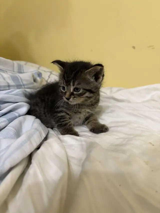 KITTENS FOR SALE!! - Photo 7