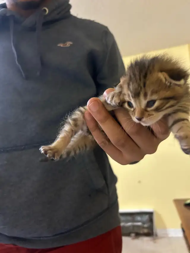 KITTENS FOR SALE!! - Photo 8