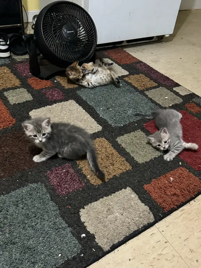 KITTENS FOR SALE!! - Photo 9