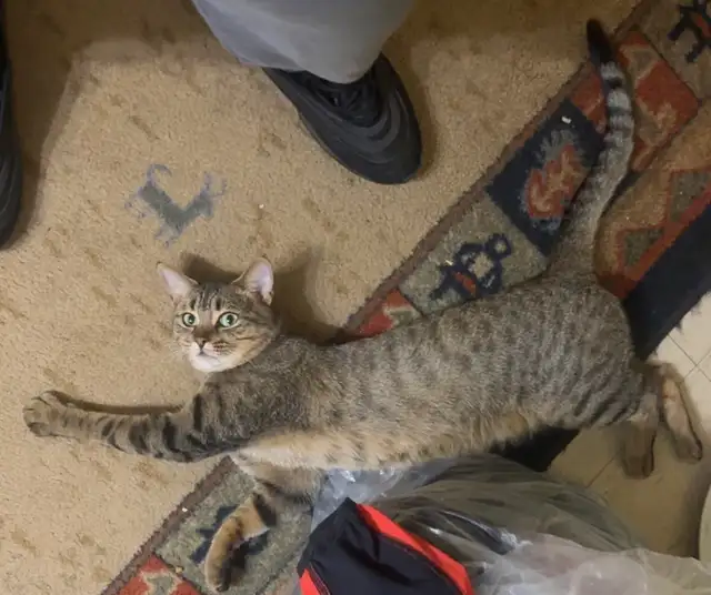 KITTENS FOR SALE!! - Photo 10