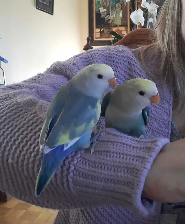 beaux bébés inséparables roseicollis nourrient à la main - Photo 2