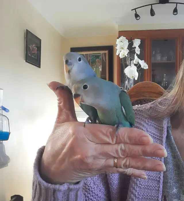 beaux bébés inséparables roseicollis nourrient à la main - Photo 4