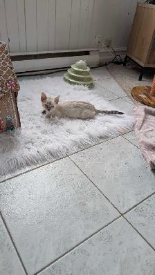 Chatons bengales - Photo 2