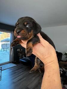 Chiots teckel miniature vacc, vermifugé, micropucé et garantit