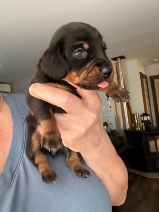 Chiots teckel miniature vacc, vermifugé, micropucé et garantit - Photo 2