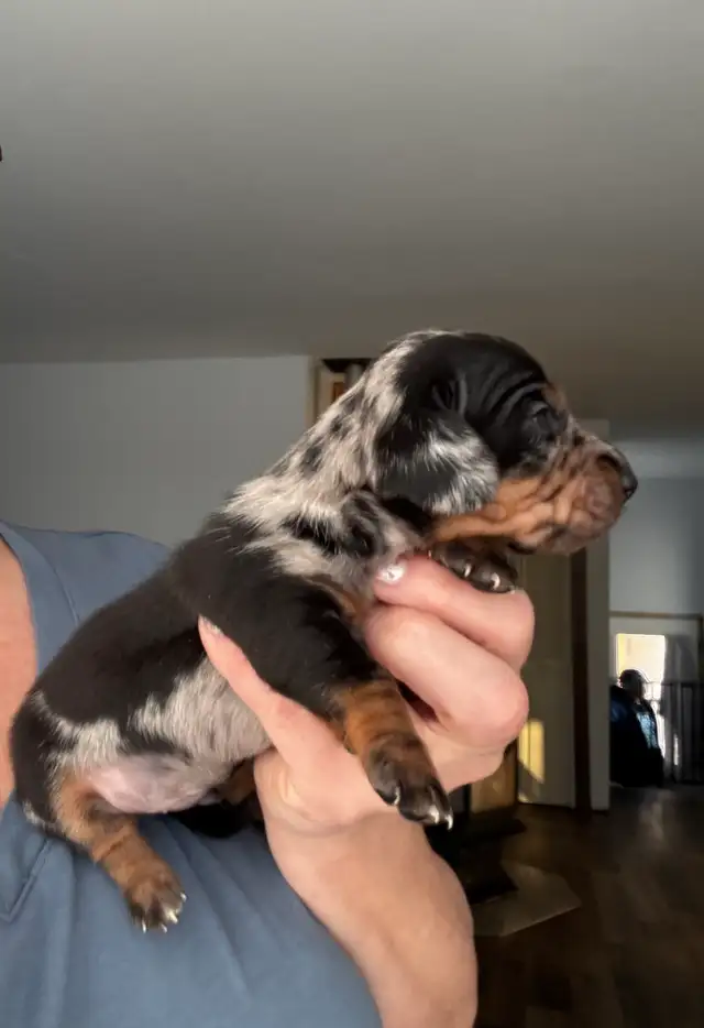 Chiots teckel miniature vacc, vermifugé, micropucé et garantit - Photo 3