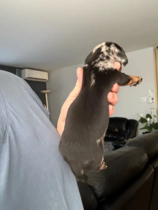 Chiots teckel miniature vacc, vermifugé, micropucé et garantit - Photo 4