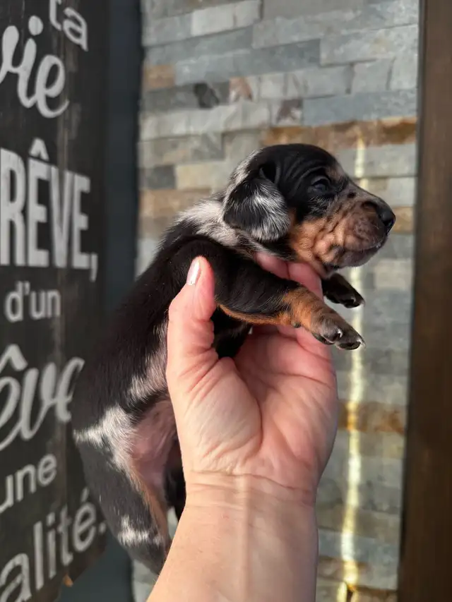 Chiots teckel miniature vacc, vermifugé, micropucé et garantit - Photo 5