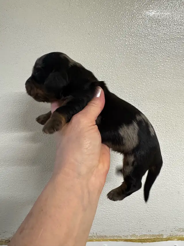 Chiots teckel miniature vacc, vermifugé, micropucé et garantit - Photo 6