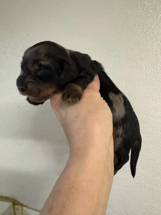 Chiots teckel miniature vacc, vermifugé, micropucé et garantit - Photo 7