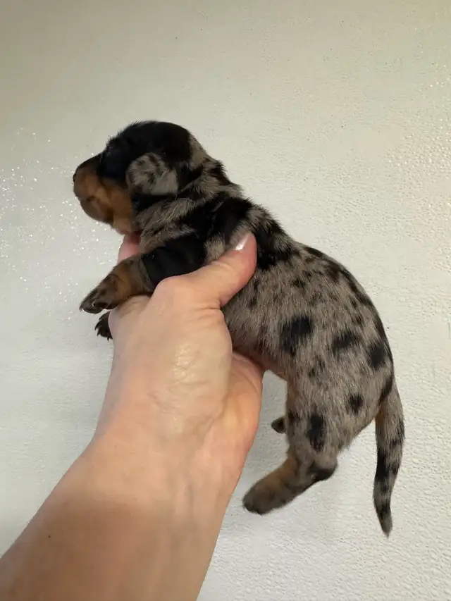 Chiots teckel miniature vacc, vermifugé, micropucé et garantit - Photo 8