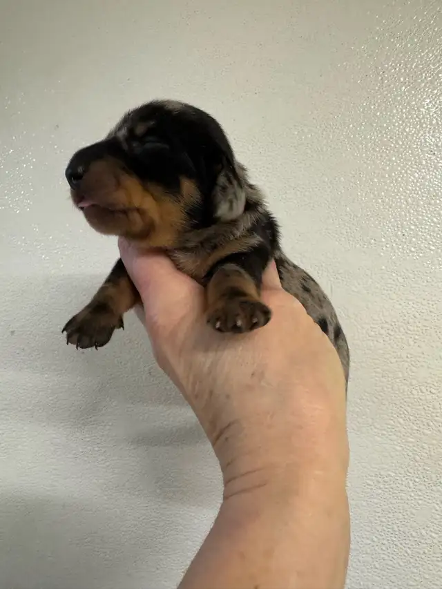 Chiots teckel miniature vacc, vermifugé, micropucé et garantit - Photo 9