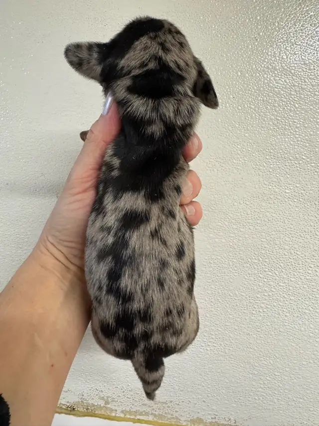 Chiots teckel miniature vacc, vermifugé, micropucé et garantit - Photo 10