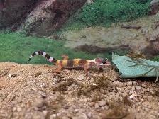 Baby Leopard Gecko